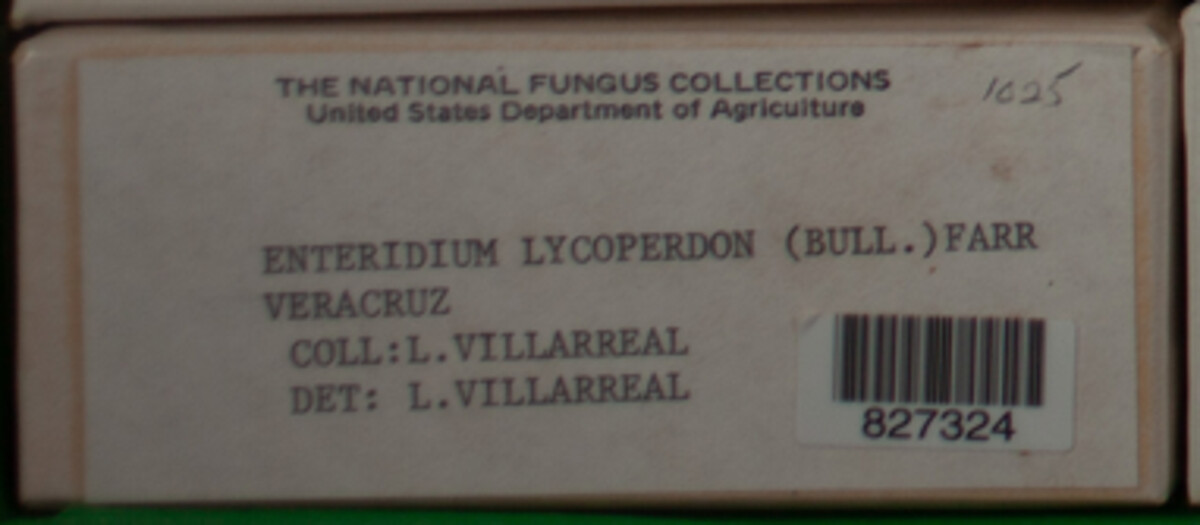 Enteridium image